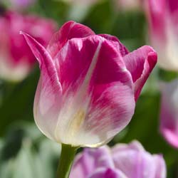 Tulip Triumph 'Page Polka'